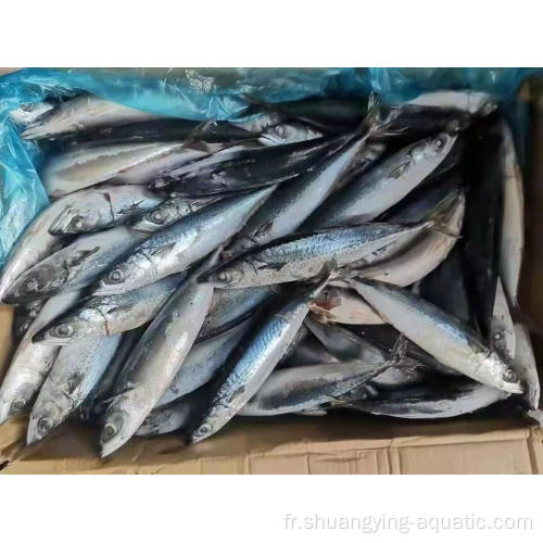 Mackerel du Pacifique congelé 150-200G 60-80pcs Fish